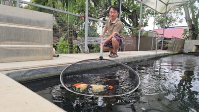 Ο ιδιοκτήτης των κορυφαίων καθαρόαιμων Ιαπωνικών ψαριών Koi στο Βορρά