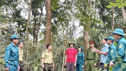Καλλιέργεια φαρμακευτικών βοτάνων κάτω από το θόλο του δάσους