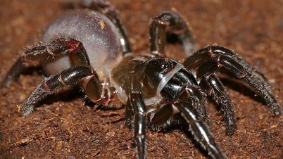 Valdeurspinnen: experts in stealth en diep graven