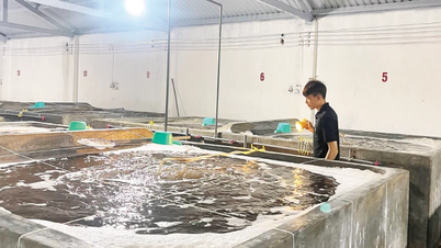 خطر انقراض علامة الروبيان التجارية "لام دونج"