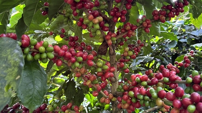 Ceny kávy dnes, 20. listopadu: Ceny prudce klesly kvůli předpovědi deště v Brazílii
