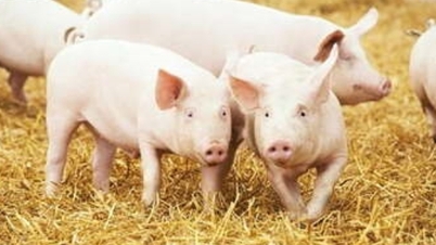 Pig price today November 20, 2025: Continue to increase in price