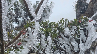 Khách sửng sốt thấy băng giá trắng xóa phủ đỉnh Tà Xùa, nhiệt độ chỉ 0 độ C