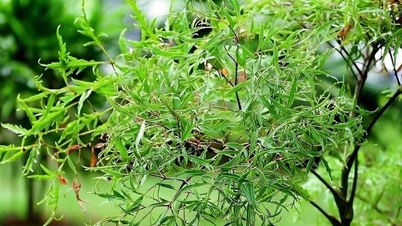 Do you know the uses of dishes made from Polyscias fruticosa leaves, which is considered the 'ginseng' of the poor?