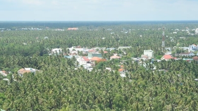 Ba trụ cột phát triển ngành dừa thích ứng biến đổi khí hậu