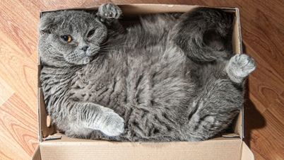 Warum sind Katzen so verrückt nach Kartons? Die Evolutionstheorie könnte es erklären.