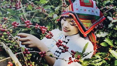 ساخت برند از درختان قهوه مرتبط با توسعه گردشگری جامعه