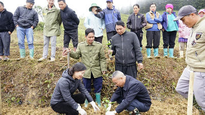 Bac Ha lanserer planting av gul pasjonsfrukt innenfor rammen av fattigdomsbekjempelsesprosjektet i 2025