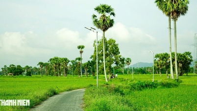 Trên cánh đồng thốt nốt An Giang vào mùa đẹp nhất trong năm