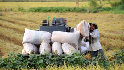 Цена на рис сегодня, 20 ноября 2025 г.: остаётся стабильной