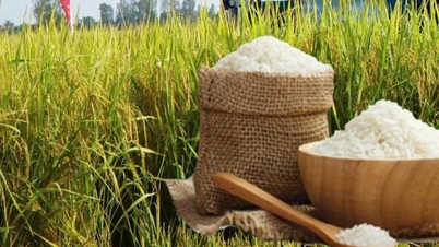 Rispris i dag 20. november: Ris stabil, fersk rispris stagnerende