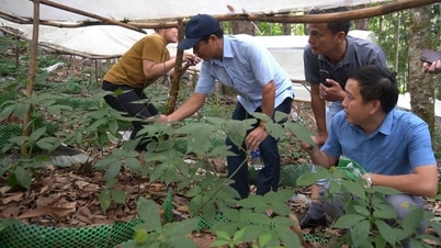 จังหวัดกวางงายผลิตพืชสมุนไพรเป็นผลิตภัณฑ์หลัก