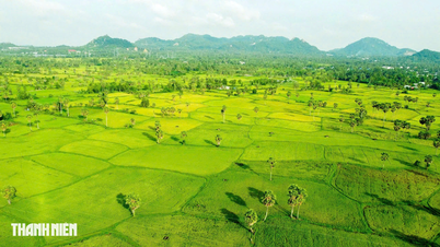 នៅ​លើ​វាល​ត្នោត​របស់​ខេត្ត An Giang ក្នុង​រដូវ​ដែល​ស្រស់​ស្អាត​បំផុត​ប្រចាំ​ឆ្នាំ