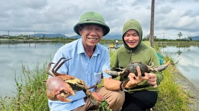 Выращивание морских крабов в 2 этапа, 6 месяцев для достижения веса 0,4 кг/краба, выживаемость более 60%