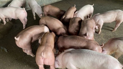 Ціна на свиней 20 листопада 2025 року: незначне зростання продовжується в усіх трьох регіонах