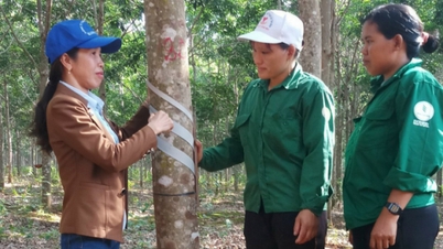 Ціна на каучук сьогодні, 20 листопада 2025 року: японський ринок продовжує зростати