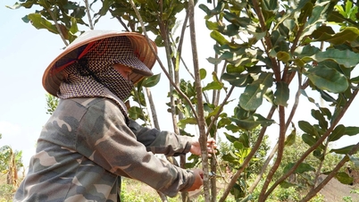 Προσδιορισμός του σωστού οικονομικού μοντέλου - το κλειδί για τη βιώσιμη μείωση της φτώχειας