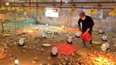 안전한 닭을 생물학적으로 키우기 위한 기업 연결