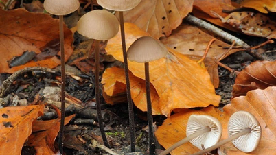 Grzyby o charakterystycznym zapachu czosnku w lesie dębowym