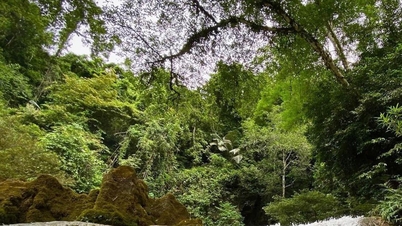 Bevarande av biologisk mångfald i Phong Nha – Ke Bang nationalpark