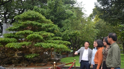 Más de 3.000 obras expuestas en la Exposición Provincial de Plantas Ornamentales de Dak Lak en 2025