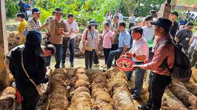ASEAN 국가 대표단과 농부 150명 이상이 Tien Thuan 협동조합에서 짚을 이용한 순환 경제 모델을 방문했습니다.