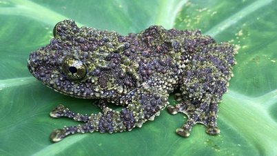 Numerosas especies animales raras descubiertas en el bosque de Pu Luong