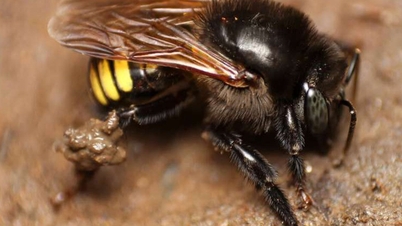 Superkonstigt: Att skapa chokladsmaksatt honung med hjälp av ultraljudsteknik