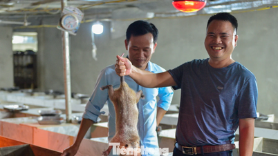 Un ingeniero de puentes regresa a casa para hacerse rico criando ratas de bambú, ganando miles de millones.