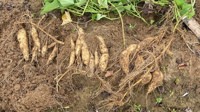 ការលើកកម្ពស់តម្លៃដំឡូងជ្វាដើមដើម្បីសម្របខ្លួនទៅនឹងការប្រែប្រួលអាកាសធាតុ