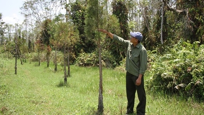 Central Highlands Yew៖ ការស្ដារធនធានហ្សែនដ៏កម្រ និងបើកទិសដៅសម្រាប់ការអភិវឌ្ឍន៍ព្រៃឈើប្រកបដោយនិរន្តរភាព