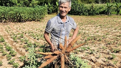 ដំឡូងមីមាសត្រលប់មករកជីវភាពថ្មីនៅលើភ្នំដ៏ព្រៃផ្សៃ