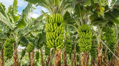 យន្តការនៃការដាំដុះចេកក្នុងទ្រង់ទ្រាយធំ៖ កាត់បន្ថយកម្លាំងពលកម្ម កាត់បន្ថយការចំណាយ បង្កើនប្រសិទ្ធភាពសេដ្ឋកិច្ច