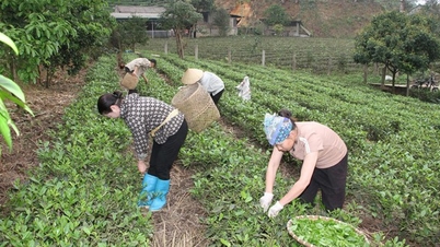 보라색 차싹의 귀중한 원천을 깨우는 여정