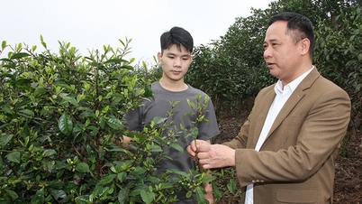 ការកេងប្រវ័ញ្ច និងការអភិវឌ្ឍធនធានហ្សែនតែមដលែន ដើមស្វាយ