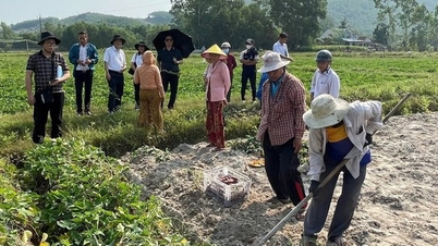 ការជ្រើសរើសពូជដំឡូងផ្អែមចំនួន ៥ យ៉ាងជោគជ័យ