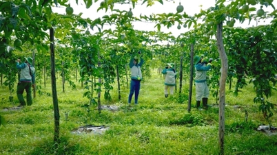Vietnam Foodexpo 2025 : La gratitude de Sao Mai et son ambition de faire rayonner les produits agricoles vietnamiens à l’international