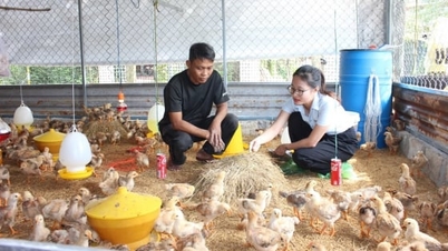 Extensia Agricolă Da Nang inovează complet pentru a sprijini fermierii