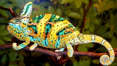 Kameleonter: Olika varelser och speciella färdigheter