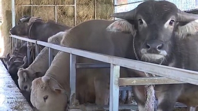 Сохранение и развитие генетических ресурсов буйволов Лангбян