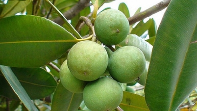 Эксплуатация и развитие генетических ресурсов калифорнийского ореха: новое направление для Южного региона