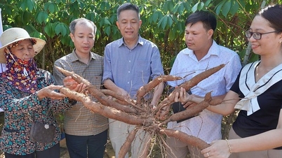 Sắn ruột vàng Phú Thọ cho giá trị gia tăng và phát triển bền vững