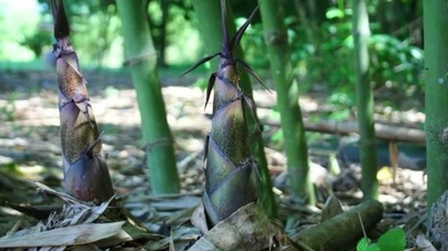 Открытие новых направлений для лесов из бамбуковых побегов на северо-западе