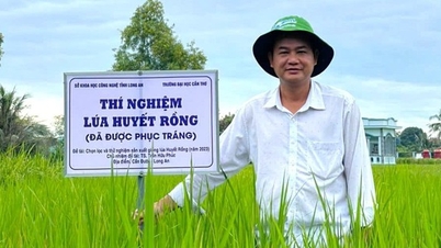 "រស់ឡើងវិញ" ពូជស្រូវឈាមនាគដ៏កម្រ