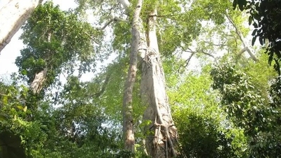 Продвижение ценности генетических ресурсов розового дерева