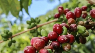 מחירי הקפה היום, 21 בנובמבר 2025, ירדו בחדות לאחר ימים רבים של עלייה חמה.