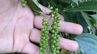 Giá tiêu hôm nay 21/11/2025: Xuất khẩu hồ tiêu nửa đầu tháng 11 tăng ổn định
