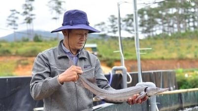 Lâm Đồng khẳng định thương hiệu cá tầm
