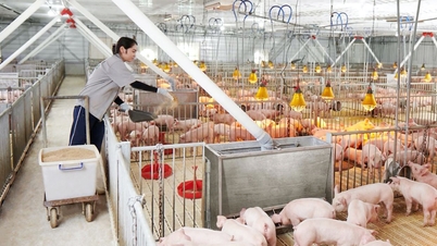 Bac Ninh : Reconstitution proactive des troupeaux, garantissant l'approvisionnement alimentaire pendant le Têt