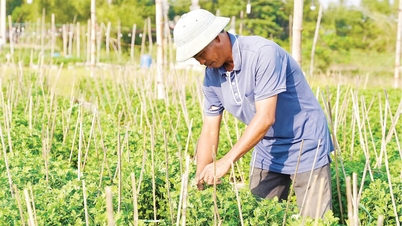 إعادة تأهيل حقول الأقحوان بعد الفيضان.